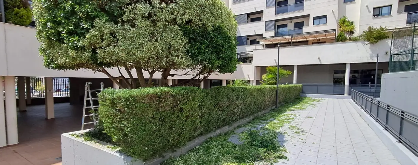 Seto recién recortado en la zona común de un edificio de viviendas