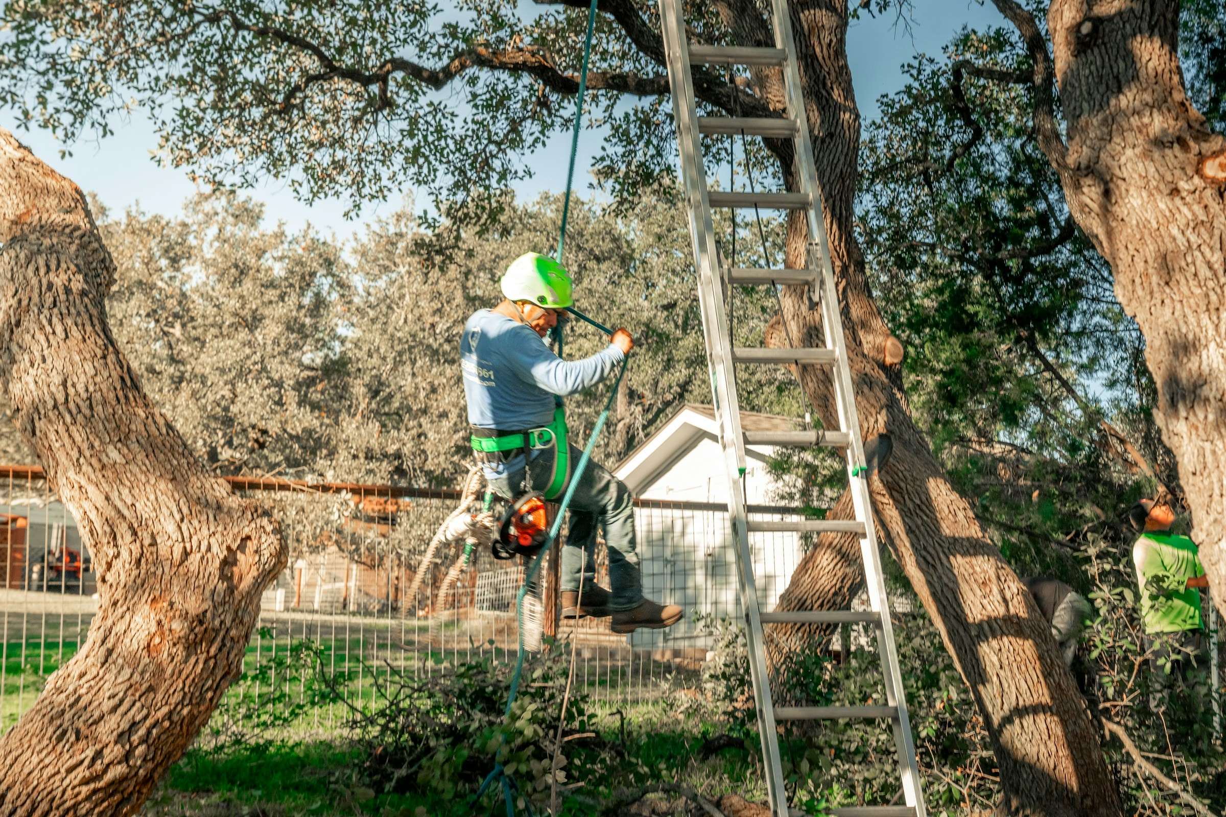 Podador suspendido con arnés trabajando en la copa de un árbol de gran porte