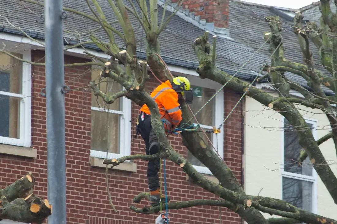 Podador despejando las ramas de un árbol junto a la fachada de una vivienda